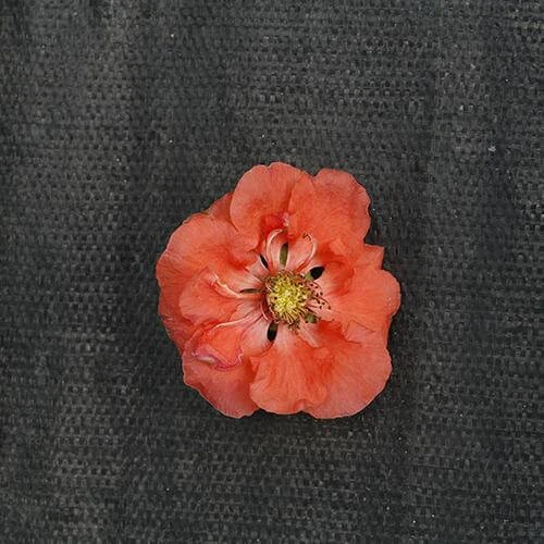 Double Take Peach™ Flowering Quince 3 Double Take Peach™ Flowering Quince - Image 3