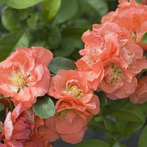 Double Take Peach™ Flowering Quince 1 Double Take Peach™ Flowering Quince