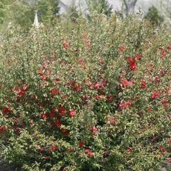 Double Take Pink™ Flowering Quince -GREAT GARDEN PLANTS chaenomeles double take pink 2 P sw