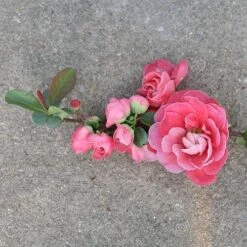 Double Take Pink™ Flowering Quince -GREAT GARDEN PLANTS chaenomeles double take pink 3 P sw