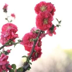 Double Take Pink™ Flowering Quince -GREAT GARDEN PLANTS chaenomeles double take pink 4 P sw