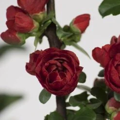 Double Take Scarlet™ Flowering Quince -GREAT GARDEN PLANTS chaenomeles double take scarlet 2 P sw