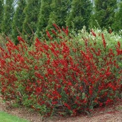 Double Take Scarlet™ Flowering Quince -GREAT GARDEN PLANTS chaenomeles double take scarlet 3 P sw