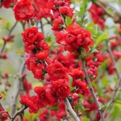 Double Take Scarlet™ Flowering Quince -GREAT GARDEN PLANTS chaenomeles double take scarlet 5 P sw