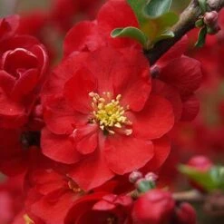 Double Take Scarlet™ Flowering Quince -GREAT GARDEN PLANTS chaenomeles double take scarlet 6 P sw