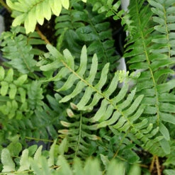 Christmas Fern -GREAT GARDEN PLANTS christmas fern 3