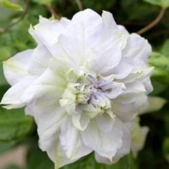 'Diamond Ball' Clematis -GREAT GARDEN PLANTS clematis diamond ball 3 sw