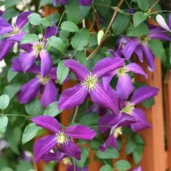 Happy Jack® Purple Clematis -GREAT GARDEN PLANTS clematis happy jack purple 3 sw