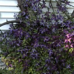 Happy Jack® Purple Clematis -GREAT GARDEN PLANTS clematis happy jack purple 4 sw