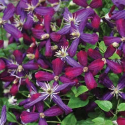 'Sweet Summer Love' Clematis 8 'Sweet Summer Love' Clematis -GREAT GARDEN PLANTS clematis sweet summer love 2
