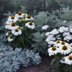 Color Coded™ 'The Price Is White' Coneflower -GREAT GARDEN PLANTS color coded the price is white coneflower 1