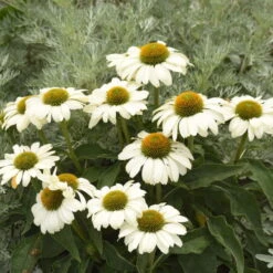 Color Coded™ 'The Price Is White' Coneflower -GREAT GARDEN PLANTS color coded the price is white coneflower 2