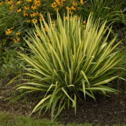 'Color Guard' Yucca