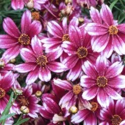 'Berry Chiffon' Tickseed