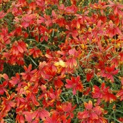 'Ladybird' Tickseed -GREAT GARDEN PLANTS coreopsis ladybird 4