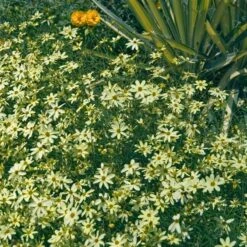 'Moonbeam' Tickseed -GREAT GARDEN PLANTS coreopsis moonbeam 2