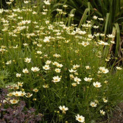 'Star Cluster' Tickseed 5 'Star Cluster' Tickseed -GREAT GARDEN PLANTS coreopsis tickseed starcluster 3