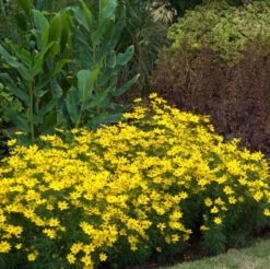 'Zagreb' Tickseed -GREAT GARDEN PLANTS coreopsis zagreb 2