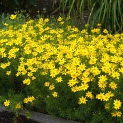 'Zagreb' Tickseed -GREAT GARDEN PLANTS coreopsis zagreb 5