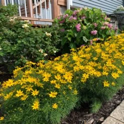 'Zagreb' Tickseed -GREAT GARDEN PLANTS coreopsis zagreb tickseed 5