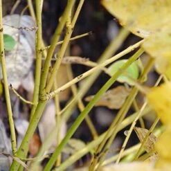 Arctic Fire® Yellow Red-Twig Dogwood -GREAT GARDEN PLANTS cornus arctic fire yellow 4 P ee90fd47 1fcf 4740 921c 469de2455d08 sw