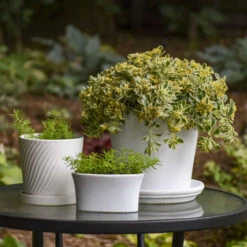 Rock 'N Low® 'Boogie Woogie' Stonecrop -GREAT GARDEN PLANTS d3cd897800e43dca44f8755ed4acdc97