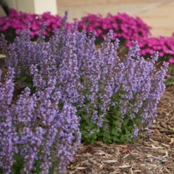 'Cat's Pajamas' Catmint -GREAT GARDEN PLANTS d4d4f3d6a45d38dab56d4181eca68e83