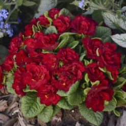 Belarina® Valentine Primrose -GREAT GARDEN PLANTS d7087485f6d965d86264a1e728a8115a