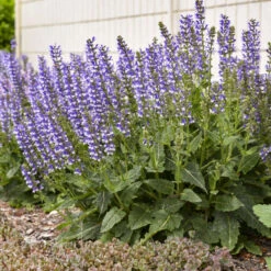 Color Spires® 'Azure Snow' Salvia 12 Color Spires® 'Azure Snow' Salvia -GREAT GARDEN PLANTS d72847b716a03f1ce7cd21980164359a