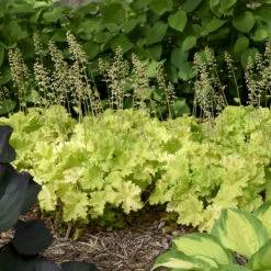 'Twist Of Lime' Coral Bells 10 'Twist Of Lime' Coral Bells -GREAT GARDEN PLANTS ddc6f38a00a91ce949b62bf2fd3b18c3