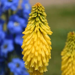 Pyromania™ 'Solar Flare' Red Hot Poker -GREAT GARDEN PLANTS de214c737f2a92428fcd66aab707e623