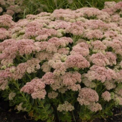 'Autumn Joy' Stonecrop -GREAT GARDEN PLANTS de69846fdf2fa3b3d9337b8dfc0a45ae