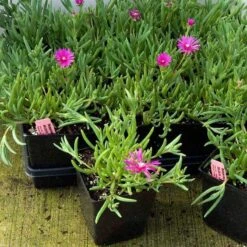 Pink Ice Plant -GREAT GARDEN PLANTS delosperma cooperi ice plant 4 sw