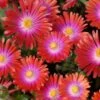 'Jewel Of Desert Garnet' Ice Plant