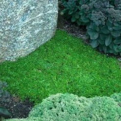 'Jewel Of Desert Garnet' Ice Plant -GREAT GARDEN PLANTS delosperma jewel of desert garnet ice plant 3 sw