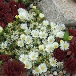 'Jewel Of Desert Moonstone' Ice Plant -GREAT GARDEN PLANTS delosperma jewel of desert moonstone 3 sw