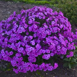 'Cloudburst' Tall Cushion Phlox -GREAT GARDEN PLANTS df9bbd10b5a8891ac88a541b74934d87