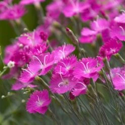 'Firewitch' Dianthus 5 'Firewitch' Dianthus -GREAT GARDEN PLANTS dianthus firewitch cheddar pinks 3 sw