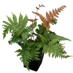 'Brilliance' Autumn Fern -GREAT GARDEN PLANTS dryopteris brilliance autumn fern 4