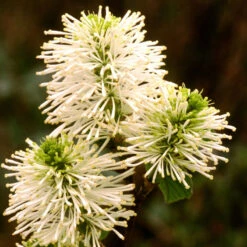 Dwarf Fothergilla -GREAT GARDEN PLANTS dwarf fothergilla 3