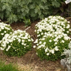 Mini Marvels™ Starbright Bellflower -GREAT GARDEN PLANTS e3db643294764818d181f5553fae1f33