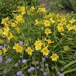 'Happy Returns' Daylily -GREAT GARDEN PLANTS e48005ce5145ec7b2eece436dbbb275c