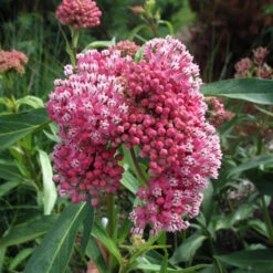 'Cinderella' Swamp Milkweed -GREAT GARDEN PLANTS e875376c1fcd48a2118c85d58edb52a1