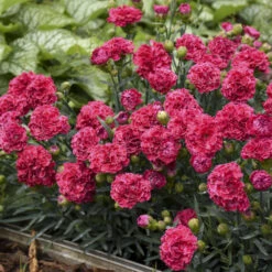 Fruit Punch® 'Raspberry Ruffles' Dianthus -GREAT GARDEN PLANTS e87edf696373a284d9438c94dccc133f