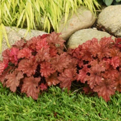 Primo® 'Peachberry Ice' Coral Bells -GREAT GARDEN PLANTS e9fd68841bf7a4e057ea29358fd1d5fc
