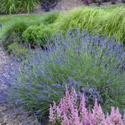 Phenomenal® Lavender -GREAT GARDEN PLANTS ea80d145310cf341f233116bf762121f