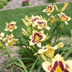 Rainbow Rhythm® 'Star Of The North' Daylily -GREAT GARDEN PLANTS ec8957e4b42f31aab9743d504f4f2998
