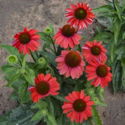 Color Coded™ 'Frankly Scarlet' Coneflower -GREAT GARDEN PLANTS echinacea franklyscarlet coneflower 3
