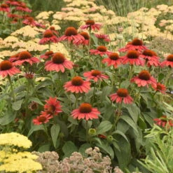 Color Coded™ 'Frankly Scarlet' Coneflower -GREAT GARDEN PLANTS echinacea franklyscarlet coneflower 4