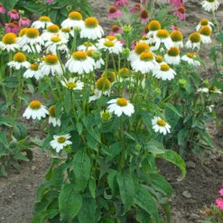 PowWow® White Coneflower -GREAT GARDEN PLANTS echinacea pow wow white 3